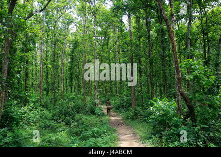 A man rides bicycle through the Madhupur forest. Tangail, Bangladesh. Stock Photo