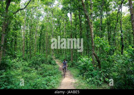 A man rides bicycle through the Madhupur forest. Tangail, Bangladesh. Stock Photo