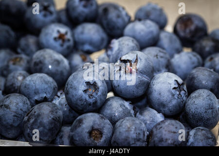 freshly farm picked blue berries closeup Stock Photo