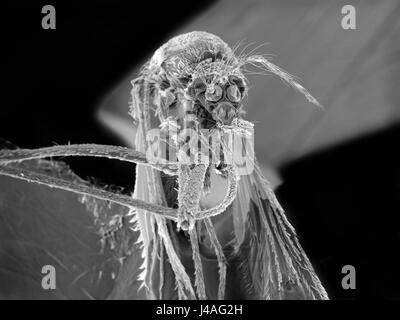 Mosquito head, SEM Stock Photo