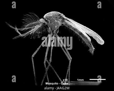 Male Culex Mosquito, SEM Stock Photo