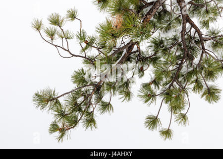 Branch and needles of Pinus ponderosa, ponderosa pine, bull pine, blackjack pine, western yellow pine in April spring snow, Little Rainbow Trail, Cent Stock Photo