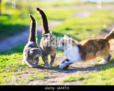 funny cute cats playing in the green grass attacking each other Stock Photo