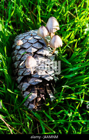 Mycena seynesii. Mushroom on a pine cone. El Tiemblo, Ávila, Castilla y León, Spain, Europe Stock Photo