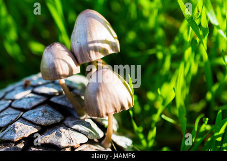 Mycena seynesii. Mushroom on a pine cone. El Tiemblo, Ávila, Castilla y León, Spain, Europe Stock Photo