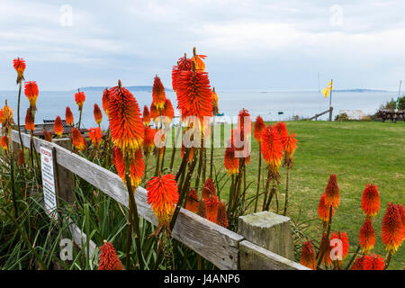 Red Hot Pokers (Kniphofia Stricta) growing by a wooden fence by the sea, Ringstead Bay, Dorset, UK Stock Photo