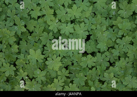 green natural leavs Stock Photo