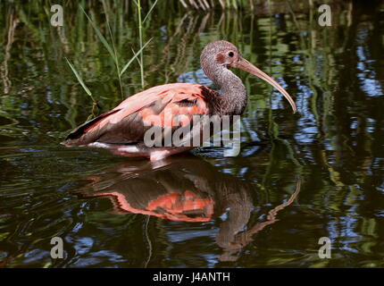 Immature South Americam Scarlet Ibis (Eudocimus ruber) foraging in a lake, still showing transition plumage. Stock Photo