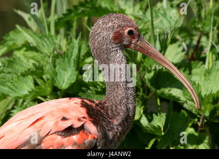 Immature South Americam Scarlet Ibis (Eudocimus ruber) in profile portrait. Stock Photo