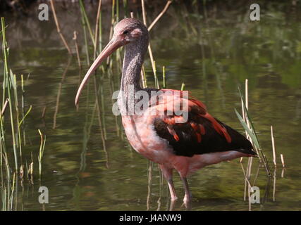 Immature South Americam Scarlet Ibis (Eudocimus ruber) foraging in a lake, still showing transition plumage. Stock Photo