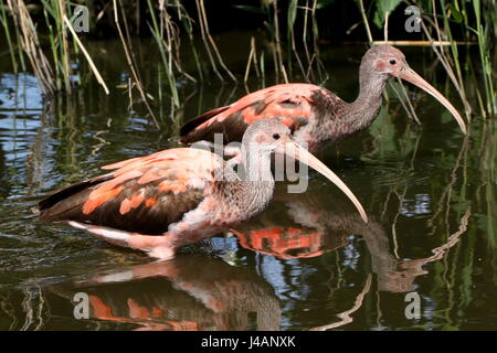 Two immature South Americam Scarlet Ibises (Eudocimus ruber) foraging in a lake, still showing transition plumage. Stock Photo