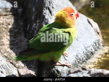 Southeast African Nyasa or Lilian's Lovebird (Agapornis lilianae), a small parrot variety Stock Photo