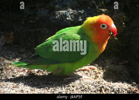 Southeast African Nyasa or Lilian's Lovebird (Agapornis lilianae), a small parrot variety Stock Photo