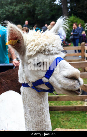 Close-up of the head of an alpaca at a mobile farm display, London, UK Stock Photo