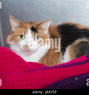 Tortoiseshell calico cat Stock Photo