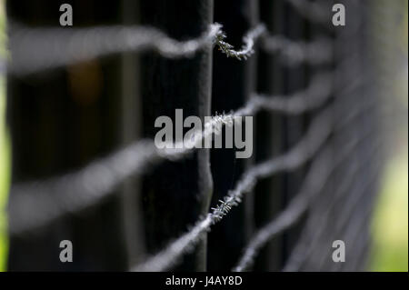 Barbed wire in Nazi German concentration camp KL Stutthof in 72 anniversary of liberation of the concentration camp by the Red Army in Museum of Stutt Stock Photo