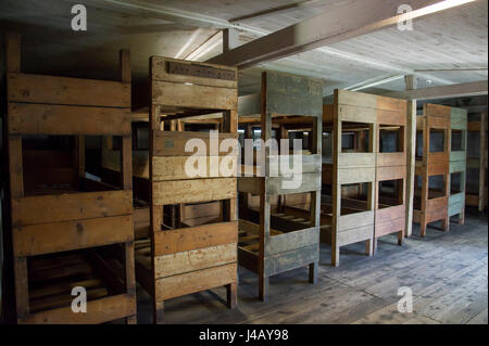 Bunker wooden beds in Nazi German concentration camp KL Stutthof in 72 anniversary of liberation of the concentration camp by the Red Army in Museum o Stock Photo