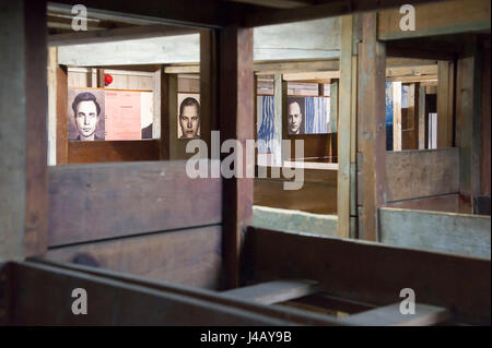 Bunker wooden beds in Nazi German concentration camp KL Stutthof in 72 anniversary of liberation of the concentration camp by the Red Army in Museum o Stock Photo