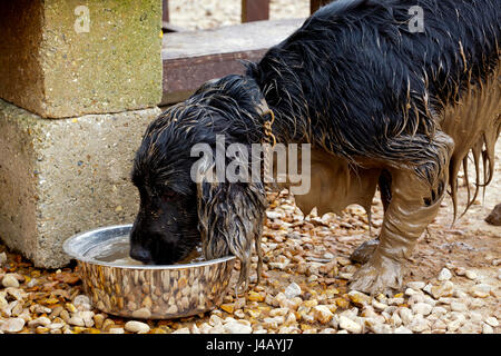 Wet and muddy working cocker spaniel domestic dog drinking from a metal bowl Stock Photo