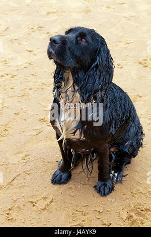 Wet and muddy working cocker spaniel domestic dog Stock Photo