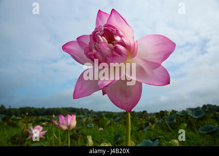 Lotus locally called Padma Phul on the wetland in Brahmanbaria, Bangladesh. Stock Photo