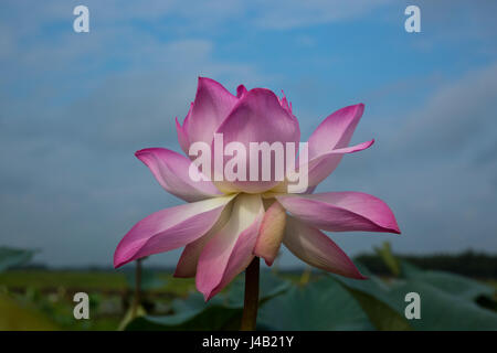 Lotus locally called Padma Phul on the wetland in Brahmanbaria, Bangladesh. Stock Photo