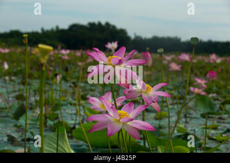 Lotus locally called Padma Phul on the wetland in Sylhet, Bangladesh Stock Photo