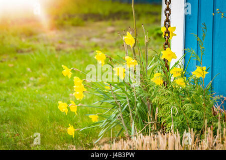 Daffodils in a garden with green grass next to a blue country house in the spring Stock Photo