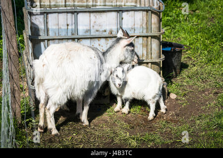 Goat kid with the mother in a rural environment behind a fence in the spring Stock Photo