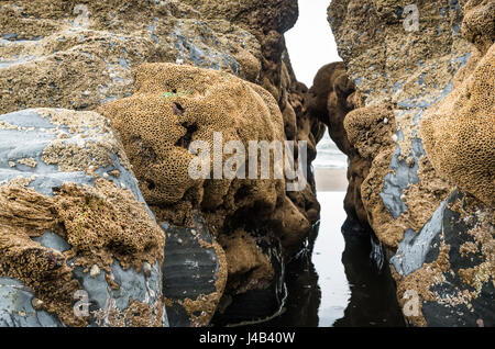 Rocks covered in barnacles (many empty shells) on the beach, Wales UK Stock Photo