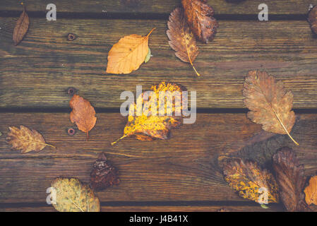 Autumn leafs on a wooden background in october with leafs in autumn colors from oak and beech trees in the fall Stock Photo