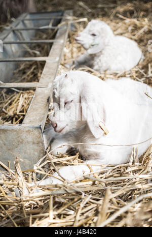 Two white kids / baby goats lying down and resting in the sun on straw next to a metal trough in a barn on a farm, UK Stock Photo