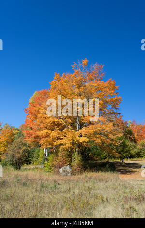 Maple tree turned yellow against a  blue sky,  New York State, USA. Stock Photo