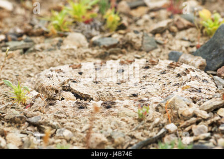close up of Mojave desert sidewinder rattlesnake or Crotalus cerastes coiled up in a depression in the gravel Stock Photo