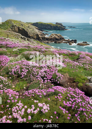 Swathes of Thrift carpet the Manx Shearwater burrows at Skomer Head on Skomer Island, Pembrokeshire, Wales, UK Stock Photo