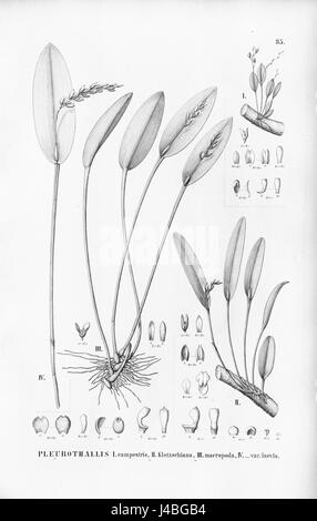 Pleurothallis campestris Acianthera klotzschiana (as Pleurothallis kl.) Acianthera macropoda (as Pleurothallis m.)   Fl.Br. 3 4 85 Stock Photo