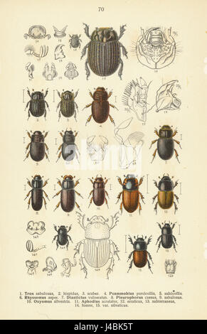 This table, published by Reitter in 1908, is part of an entomological ...