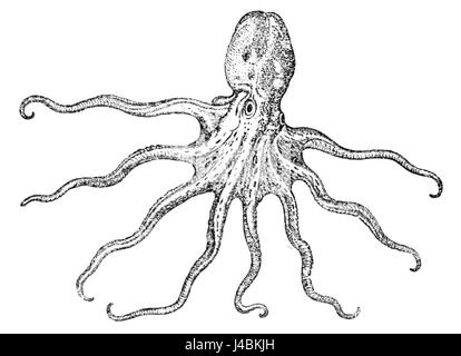 The image 'PSM V47 D066' shows a Gesner squid, an aquatic species known for its distinctive features and habitat. The squid is notable for its ability to adapt to underwater environments. Stock Photo