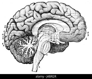 This illustration from the Popular Science Monthly (PSM) Volume 26 shows a longitudinal section through the center of the brain, offering a detailed view of the brain's internal structure and anatomy. Stock Photo
