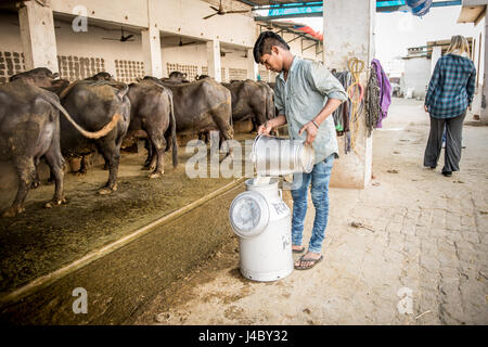 Young man pouring fresh milk into a metal container at a farming facility in Punjab, India. Stock Photo