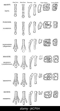 PSM V10 D309 Bone structure changes over time Stock Photo