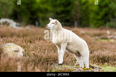 Small spring lamb looking out over the woodland field while standing with front feet on small boulder. Heather and forest in background. Stock Photo