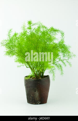 Messy Asparagus Fern aka Foxtail Fern Grow in Dark Brown Handmade Japanese Style Tea Cup in White Isolated Background Stock Photo