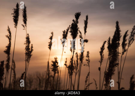 Dry coastal reed in golden evening sunlight, natural photo background with selective focus Stock Photo