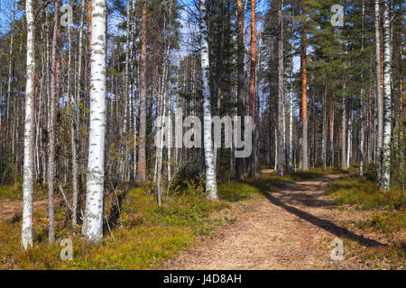 Road goes in spring European forest. Background photo, Imatra Region, Finland Stock Photo