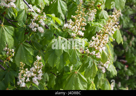 Chestnut tree in bloom, white flowers over green spring leaves Stock Photo