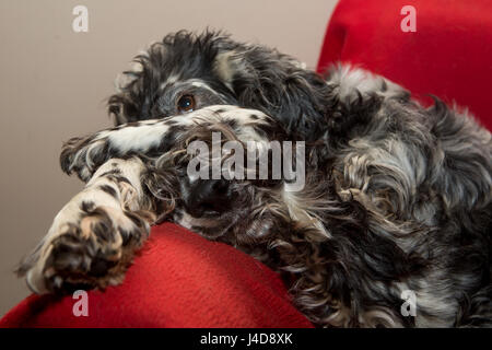 Dog  on the bed Stock Photo