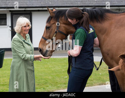 The Duchess of Cornwall meeting Kicking King as she visits The Irish National Stud in Kildare Stock Photo