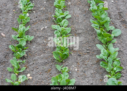 Spinacia oleracea. Young Spinach 'Medania' plants in rows in a vegetable garden. UK Stock Photo