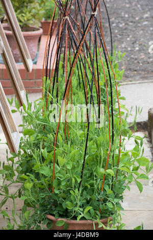 Lathyrus odoratus. Sweet peas in a large terracotta pot supported by a  stick wigwam frame in spring. UK Stock Photo